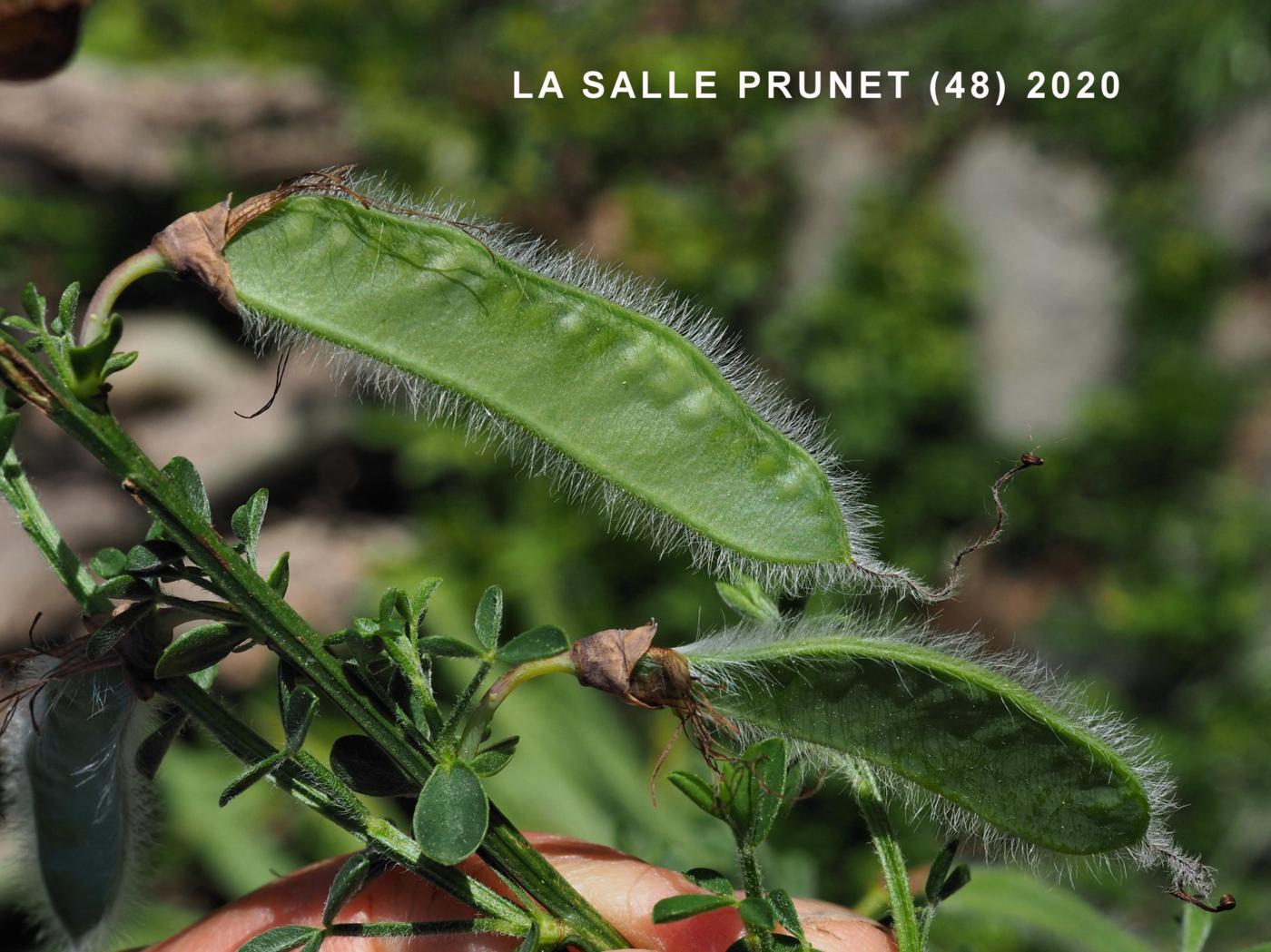 Broom, Common fruit